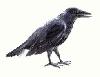 BlackCrow's Avatar