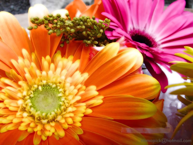 Name:  DSC08999satemail.jpg
Views: 203
Size:  105.6 KB