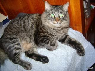 Name: bubbadaboatkat.jpg
Views: 174
Size: 19.1 KB