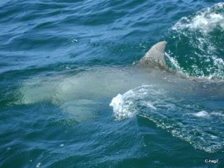 Name:  DSC04306.jpg
Views: 186
Size:  43.6 KB