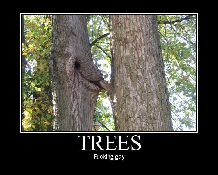 Name:  gaytree1.jpg
Views: 35
Size:  69.5 KB