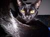 Hi Guys (the pet thread)-jolie.jpg