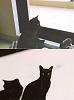 Hi Guys (the pet thread)-jolie3.jpg