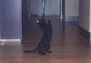 Hi Guys (the pet thread)-jolie-2.jpg