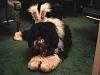 Hi Guys (the pet thread)-hercules.jpg