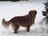 Hi Guys (the pet thread)-brittney.jpg