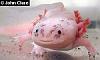 Hi Guys (the pet thread)-mexican-walking-fish-albino-2.jpg