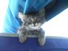 Hi Guys (the pet thread)-137971122437.jpg