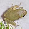Hi Guys (the pet thread)-miss-froggy.jpg