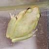 Hi Guys (the pet thread)-miss-froggy-2.jpg