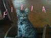 Hi Guys (the pet thread)-138761276293-copy.jpg