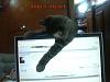 Hi Guys (the pet thread)-145974412677-copy.jpg