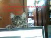 Hi Guys (the pet thread)-145973970949-copy.jpg