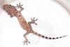 Hi Guys (the pet thread)-002.jpg