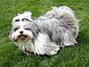 Hi Guys (the pet thread)-boodacropsmall.jpg
