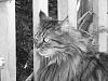 Hi Guys (the pet thread)-trouble.jpg