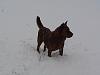 Hi Guys (the pet thread)-dsc00093.jpg