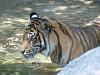 Hi Guys (the pet thread)-tiger1.jpg