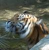 Hi Guys (the pet thread)-tigershake.jpg