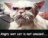 My random animal pic thread-angrywetcatnotamused.jpg
