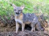 GrayFox's Avatar