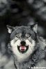 Loki_D_Wolf's Avatar
